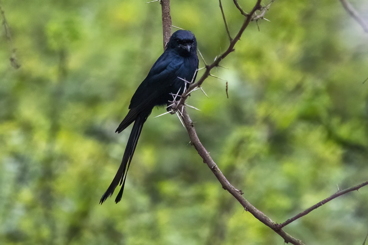 Black Drongo - Ravi Jesudas