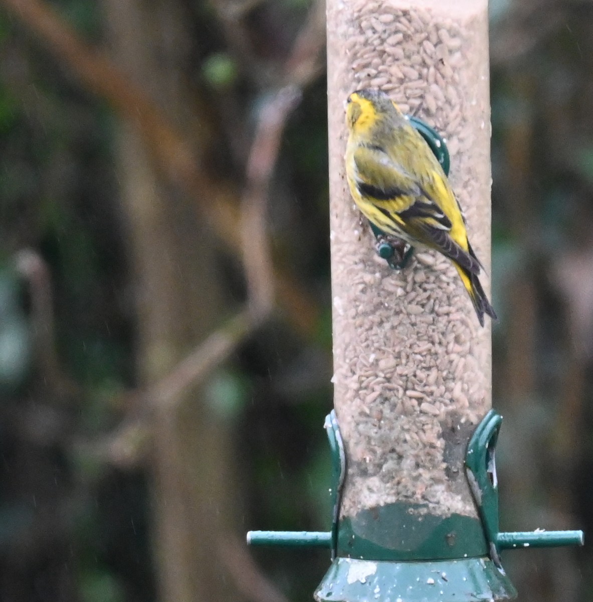 Eurasian Siskin - Gillian  Richards