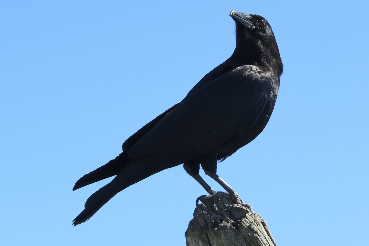 American Crow - Kathy  Kirk