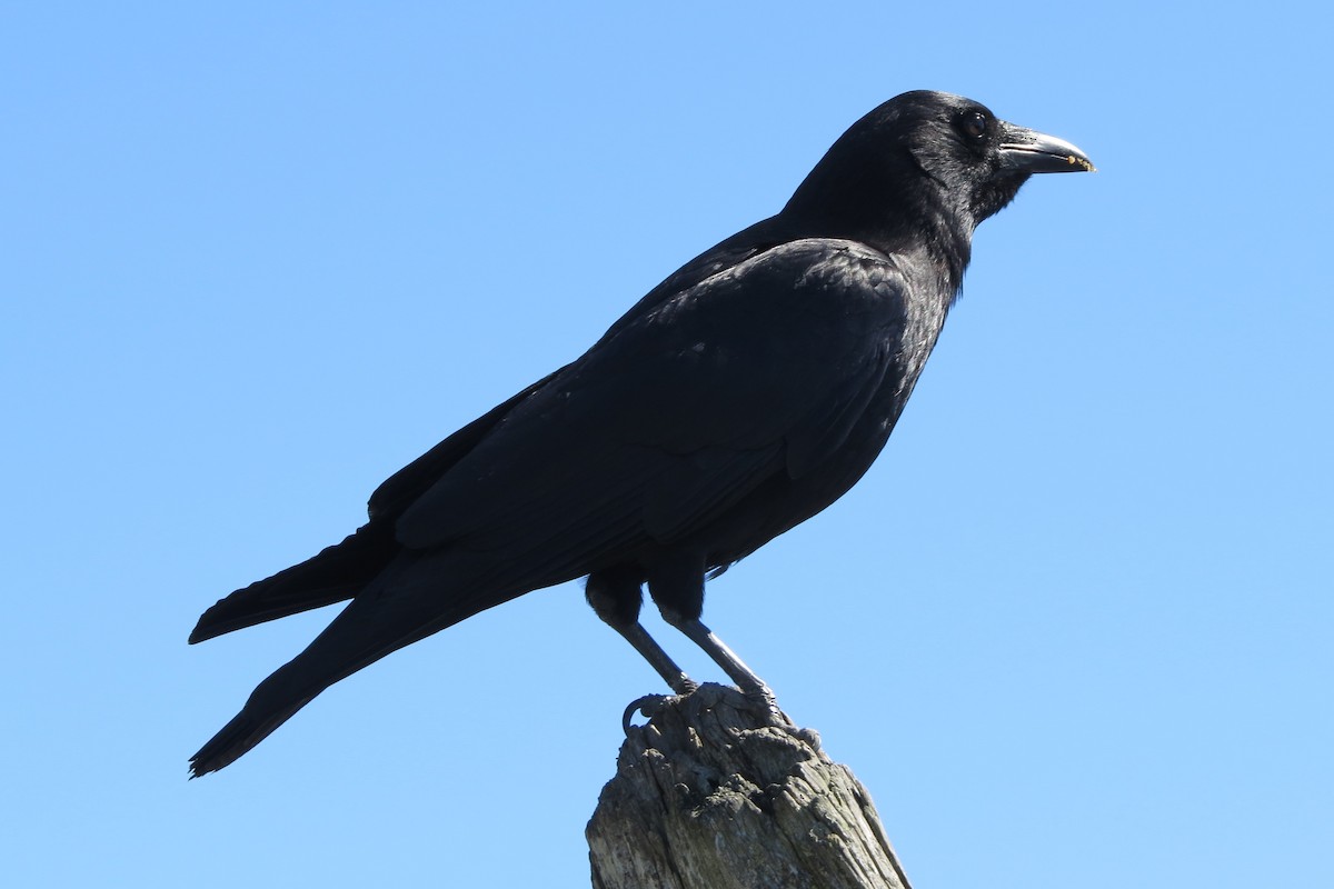 American Crow - Kathy  Kirk