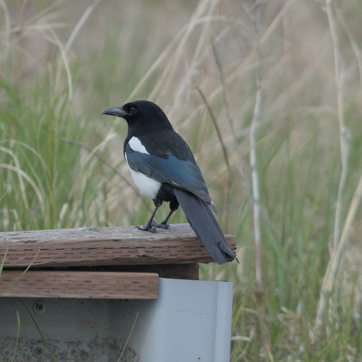 Black-billed Magpie - Manuel Morales