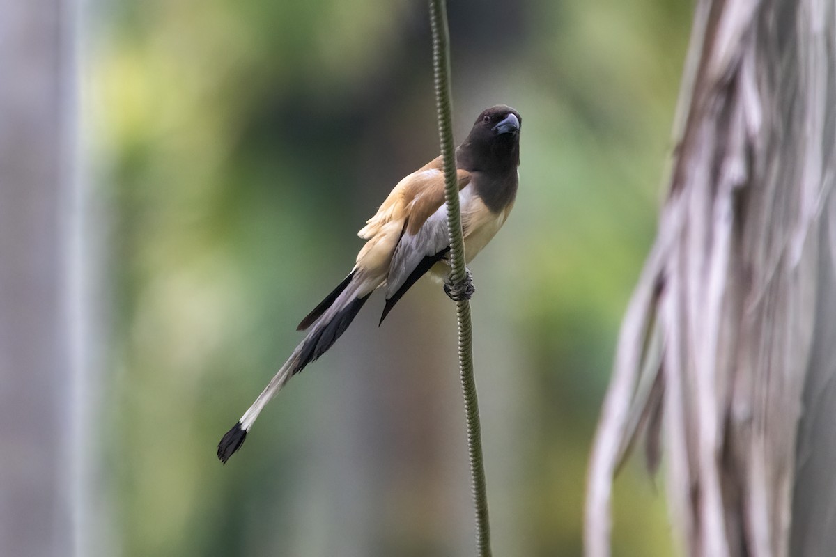 Rufous Treepie - ML619555696