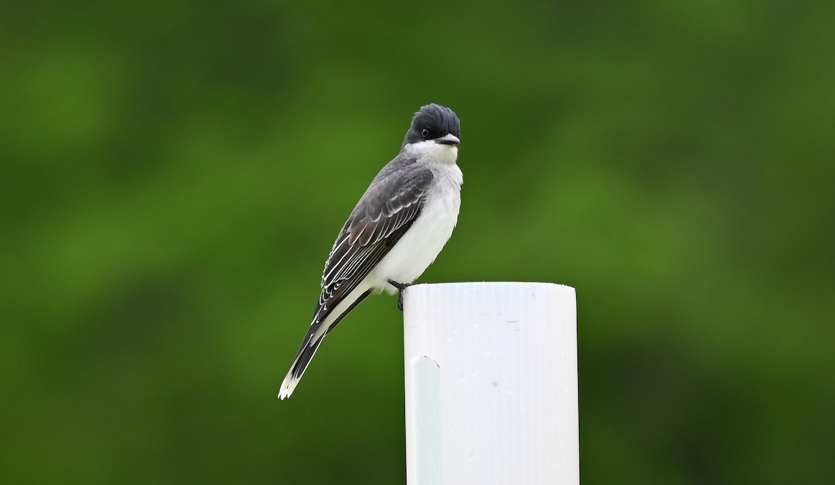 Eastern Kingbird - Tim Saylor