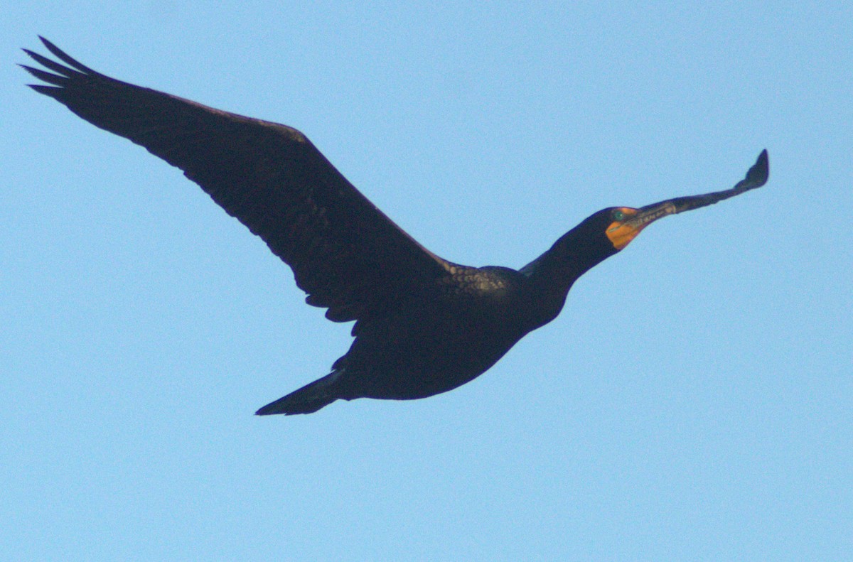 Double-crested Cormorant - Joaquin Nguyen