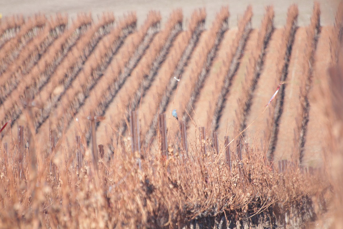 Mountain Bluebird - Joachim Gonzalez