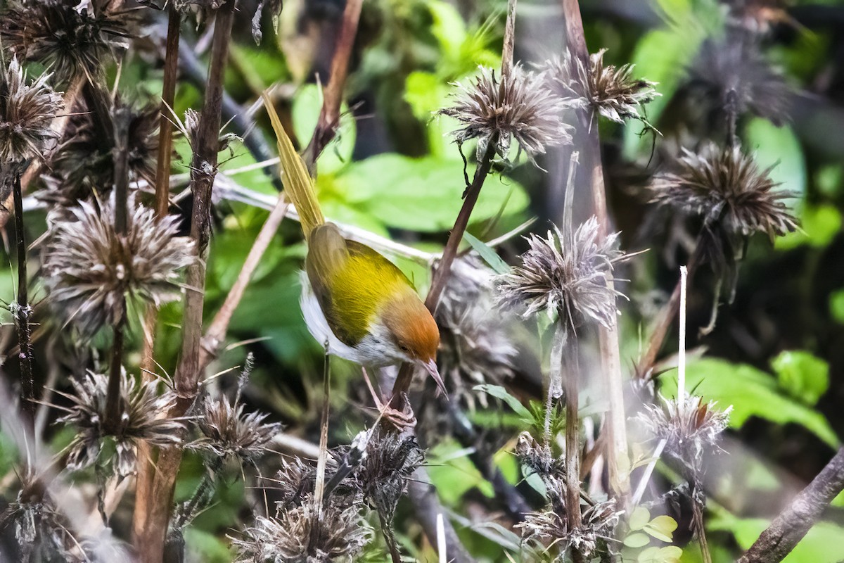 Common Tailorbird - Ravi Jesudas