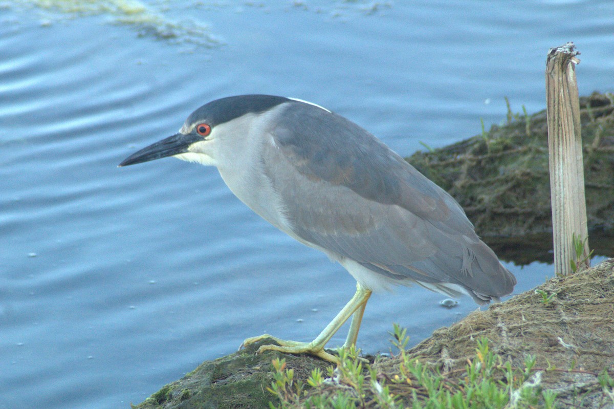 Black-crowned Night Heron - Joaquin Nguyen