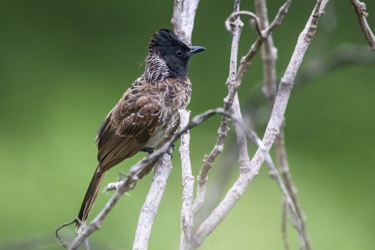 Bulbul à ventre rouge - ML619555707