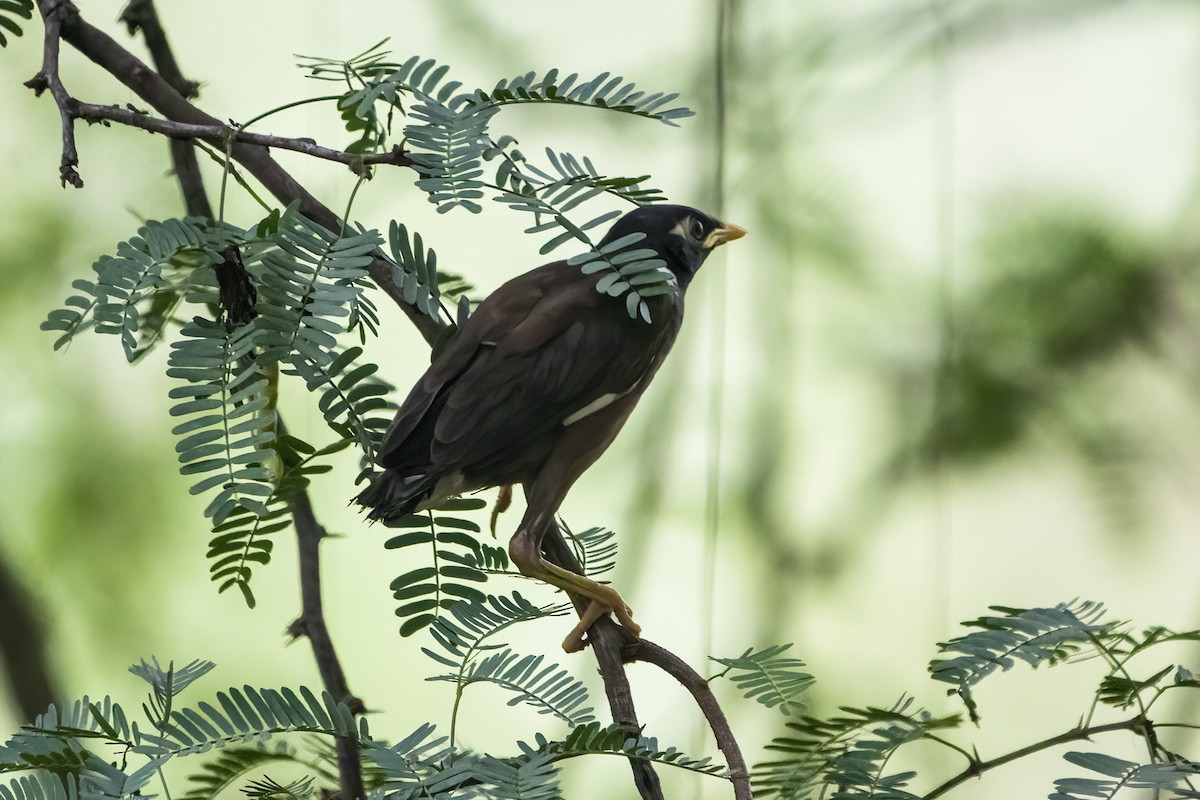 Common Myna - ML619555713