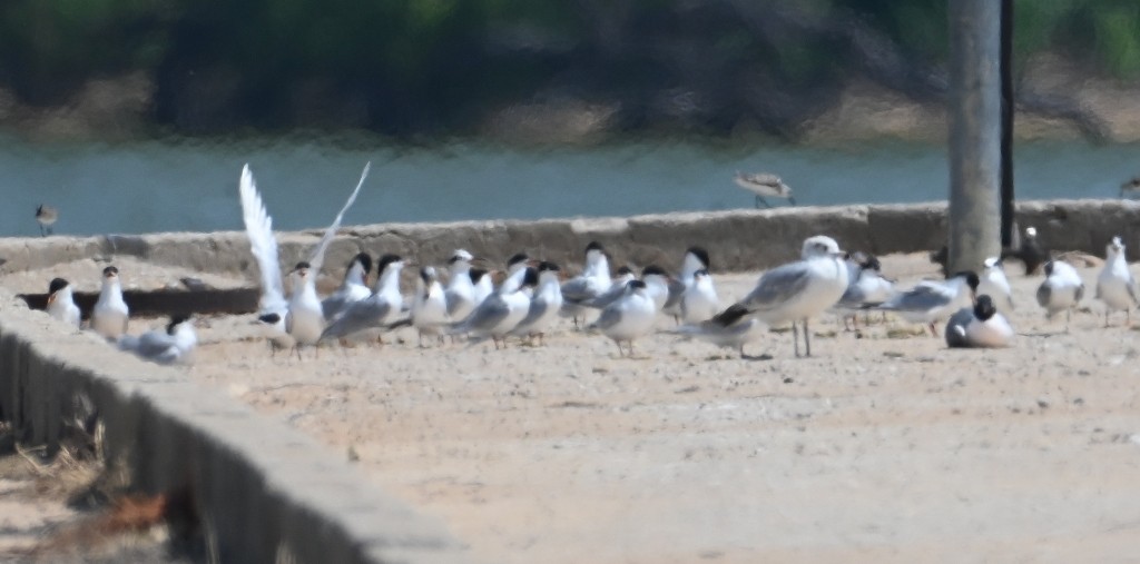 Forster's Tern - Steve Davis