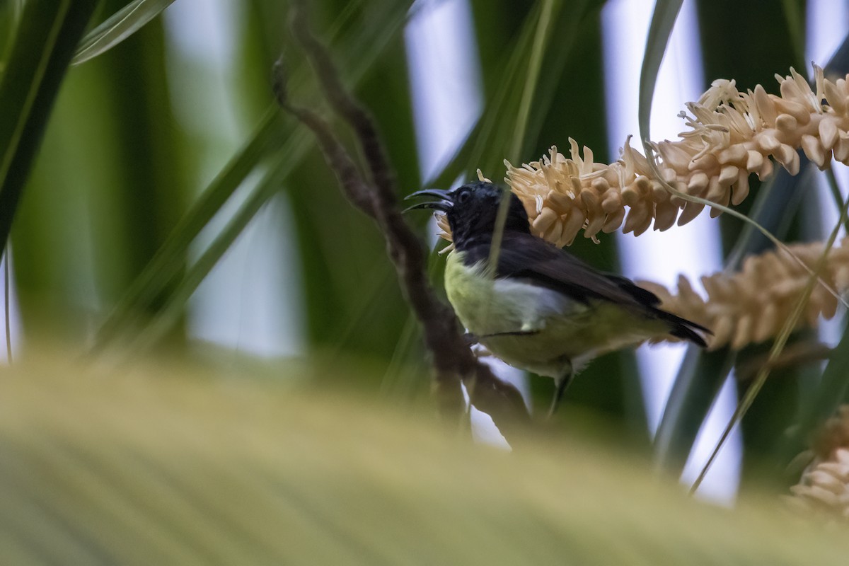 Purple-rumped Sunbird - Ravi Jesudas