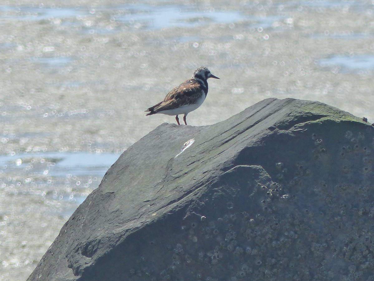 Ruddy Turnstone - ML619555723