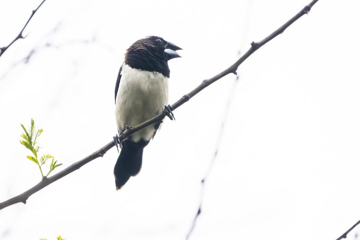 White-rumped Munia - ML619555725