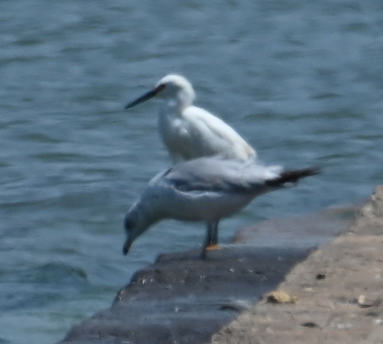 Snowy Egret - ML619555727