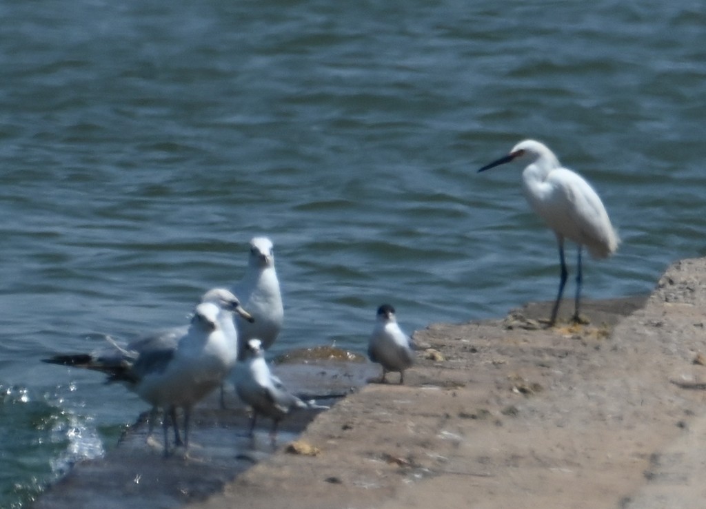 Snowy Egret - Steve Davis