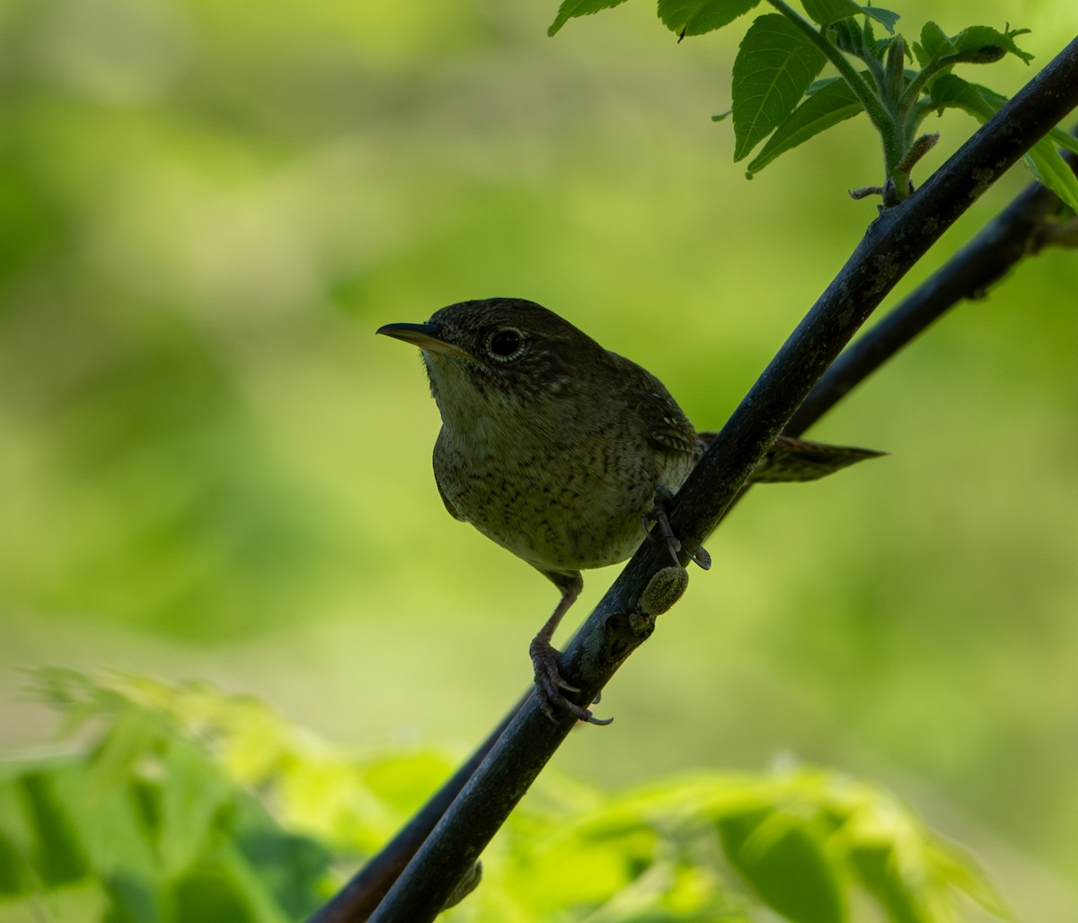 House Wren - Chad Berry