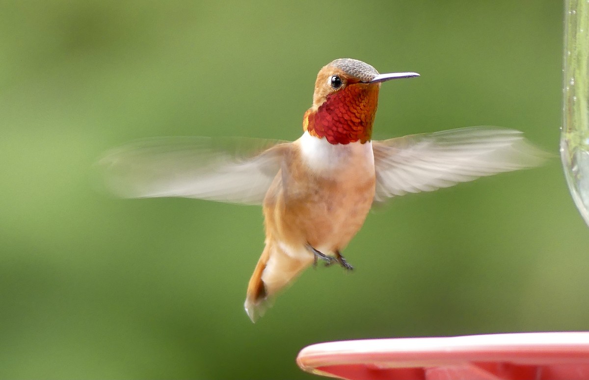 Rufous Hummingbird - Mary McCafferty