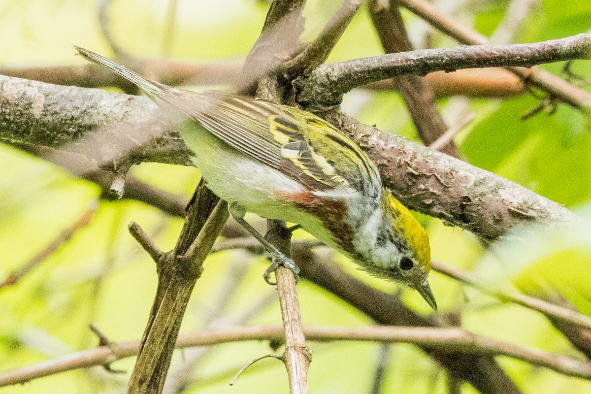 Chestnut-sided Warbler - Brad Reinhardt