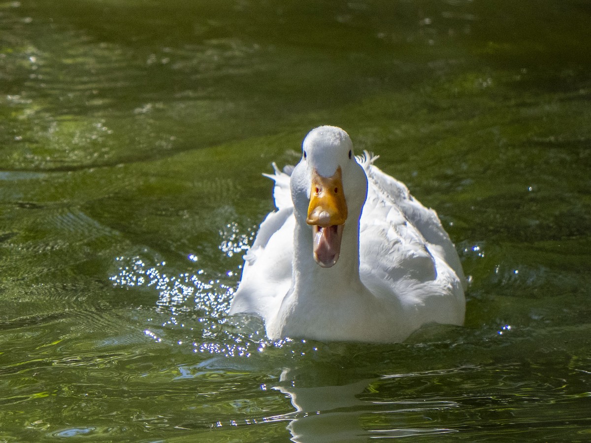 Mallard (Domestic type) - Carol Collins