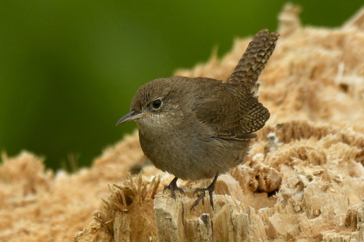 House Wren - Gord Gadsden