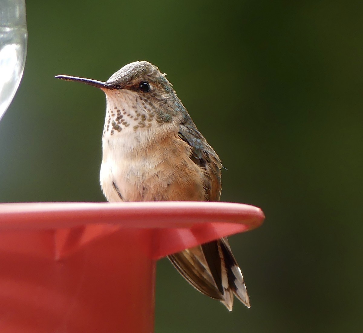 Rufous Hummingbird - Mary McCafferty