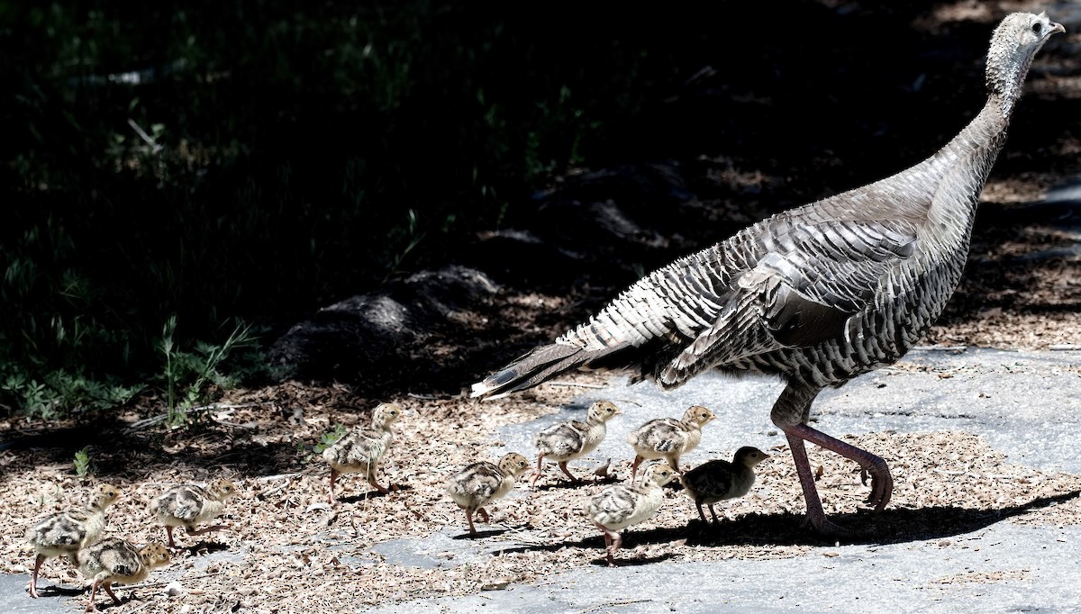 Wild Turkey - DAB DAB