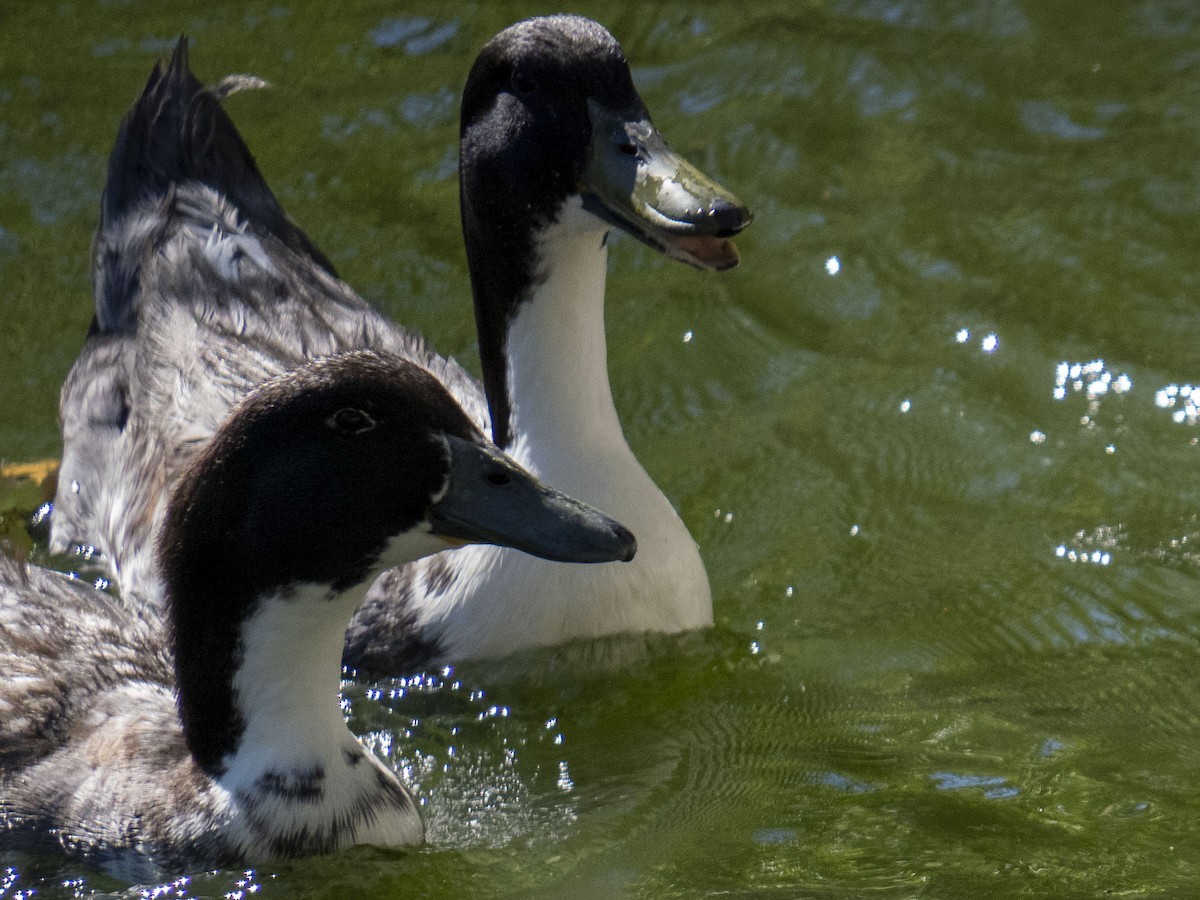 Mallard (Domestic type) - Carol Collins