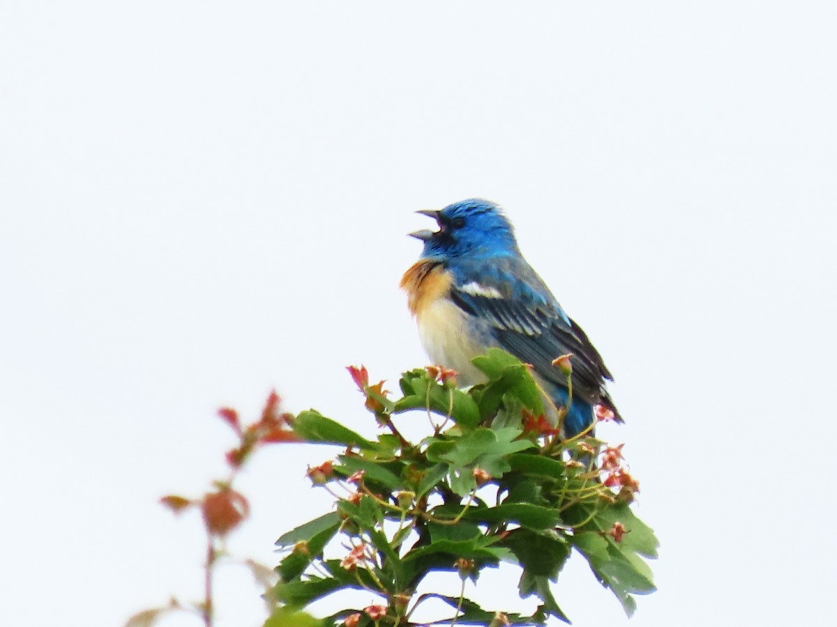 Lazuli Bunting - Anonymous