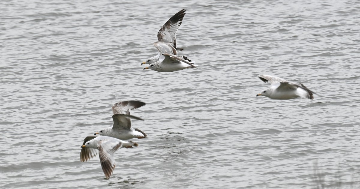 Ring-billed Gull - Tim Saylor