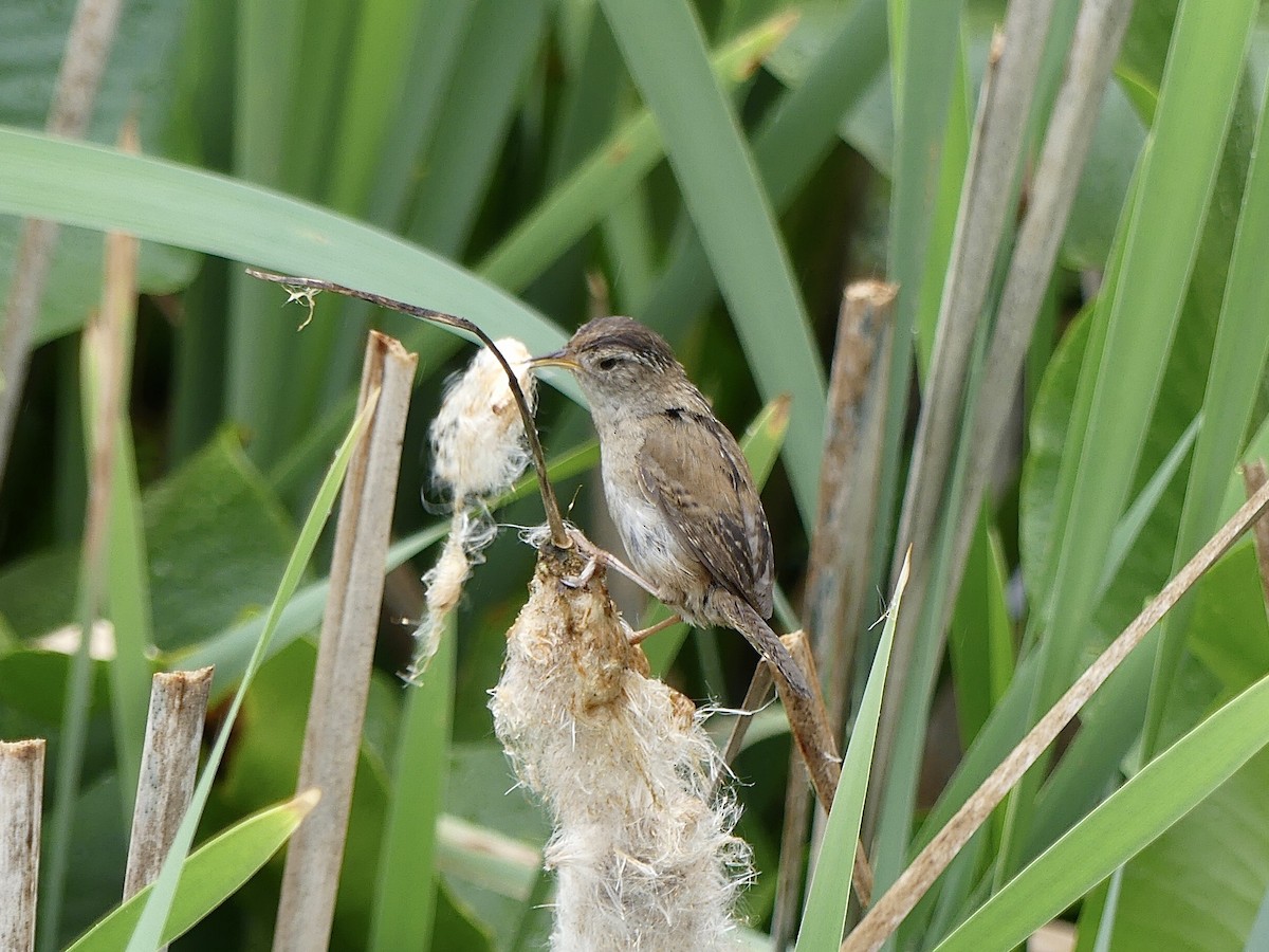 Marsh Wren - ML619555749