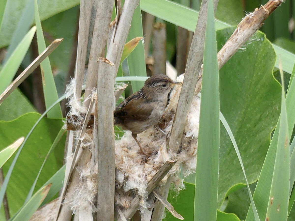 Marsh Wren - ML619555752