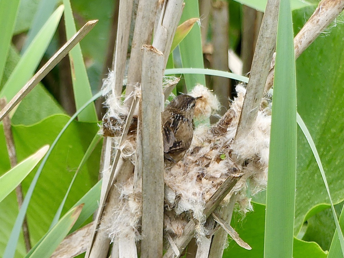 Marsh Wren - ML619555753