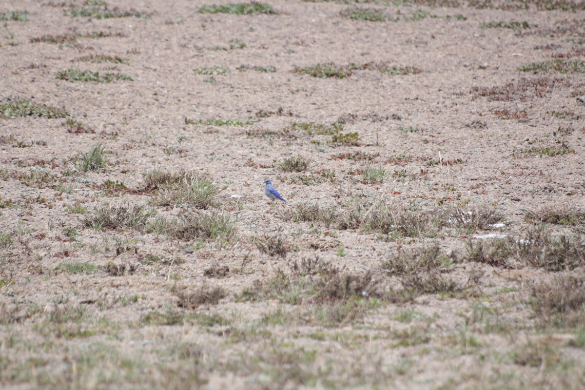 Mountain Bluebird - Joachim Gonzalez