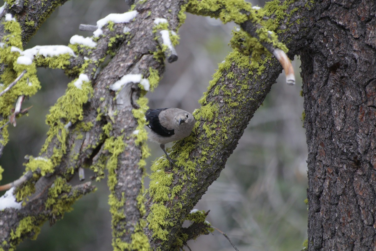 Clark's Nutcracker - Joachim Gonzalez