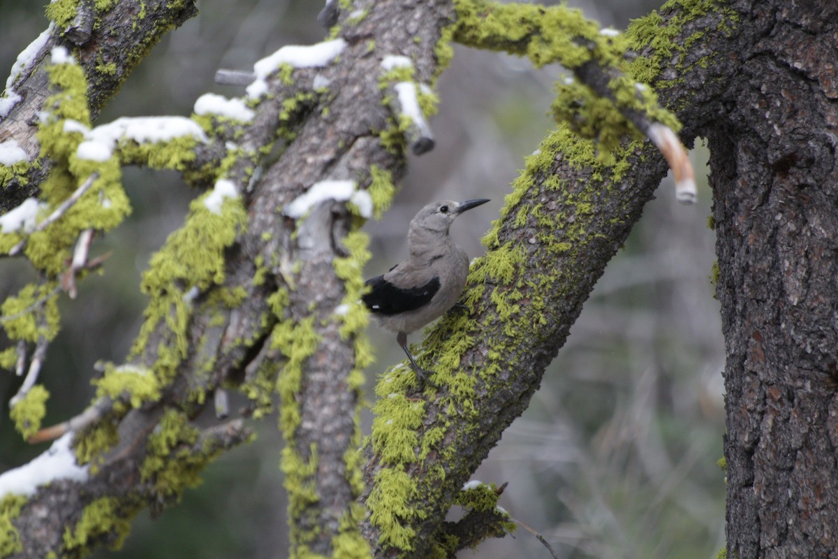 Clark's Nutcracker - Joachim Gonzalez