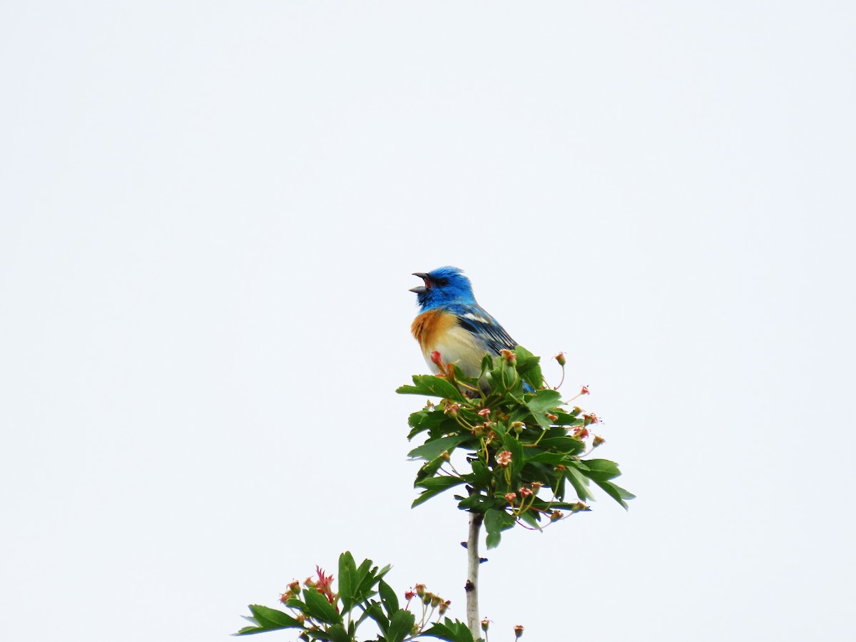 Lazuli Bunting - Anonymous