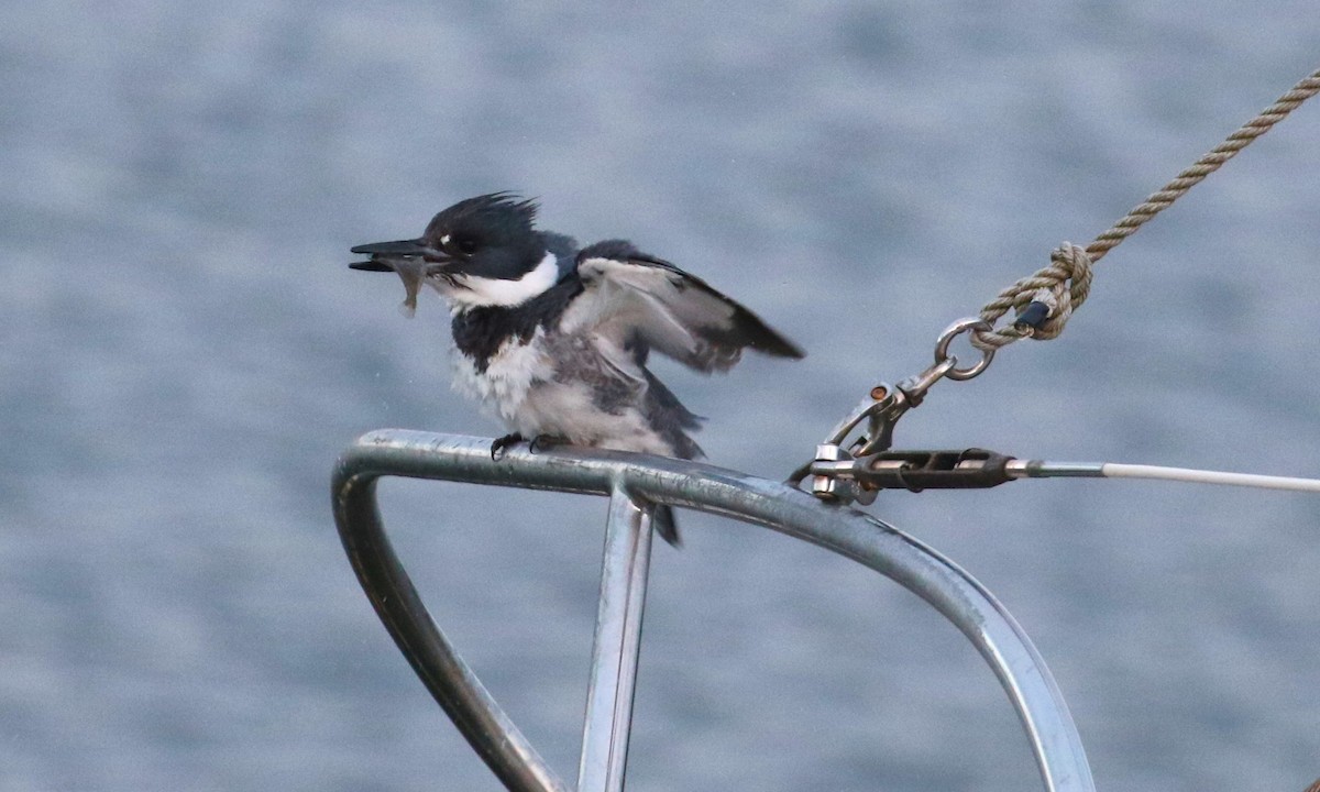 Belted Kingfisher - John F. Gatchet