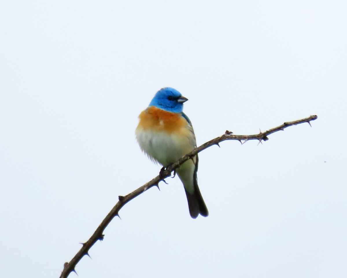 Lazuli Bunting - Anonymous