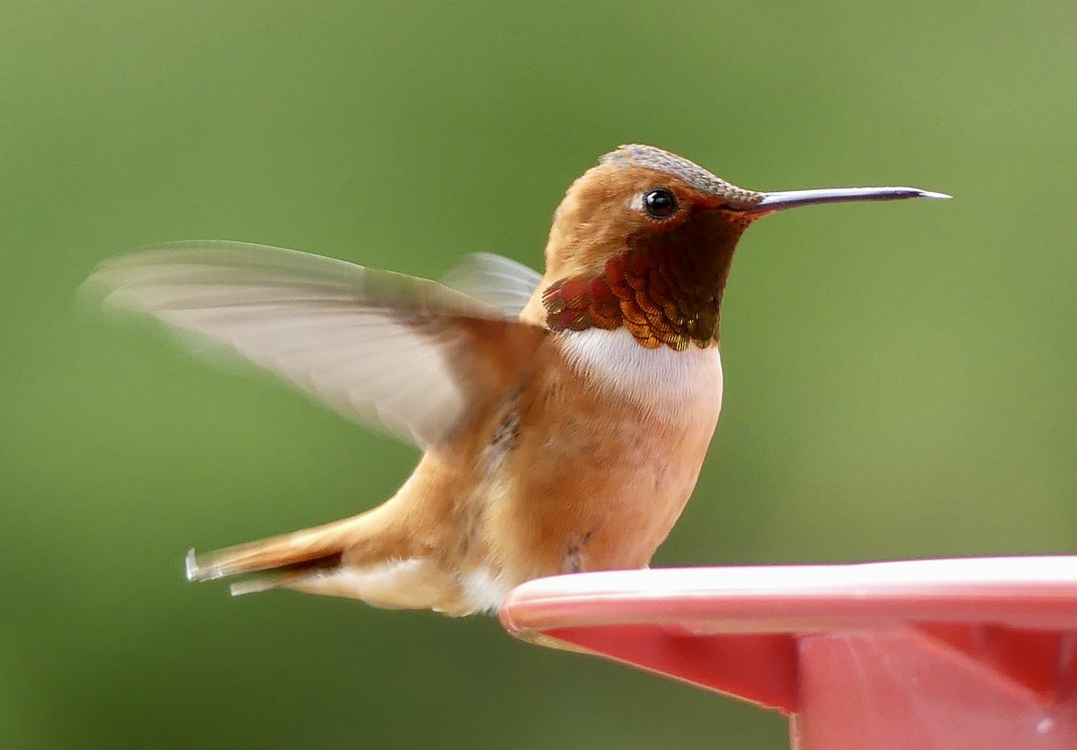 Rufous Hummingbird - Mary McCafferty