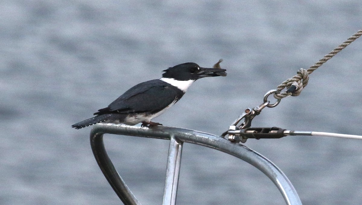 Belted Kingfisher - John F. Gatchet