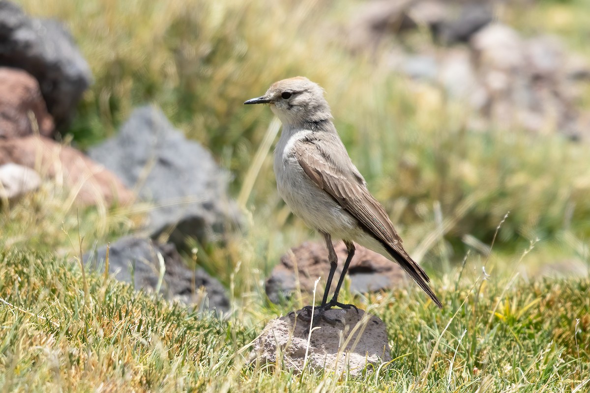 Rufous-naped Ground-Tyrant - ML619555779