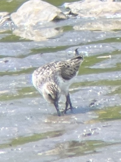 Semipalmated Sandpiper - Ryan Salsman