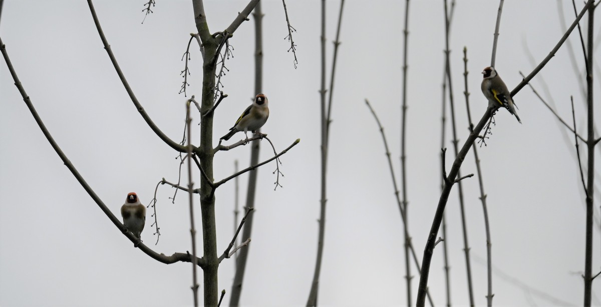 European Goldfinch - Gillian  Richards