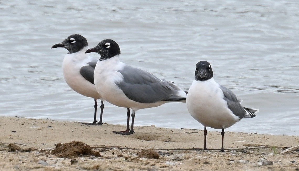 Franklin's Gull - Tim Saylor