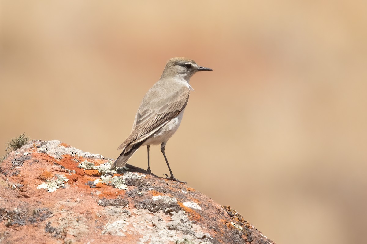 Rufous-naped Ground-Tyrant - Ilya Povalyaev