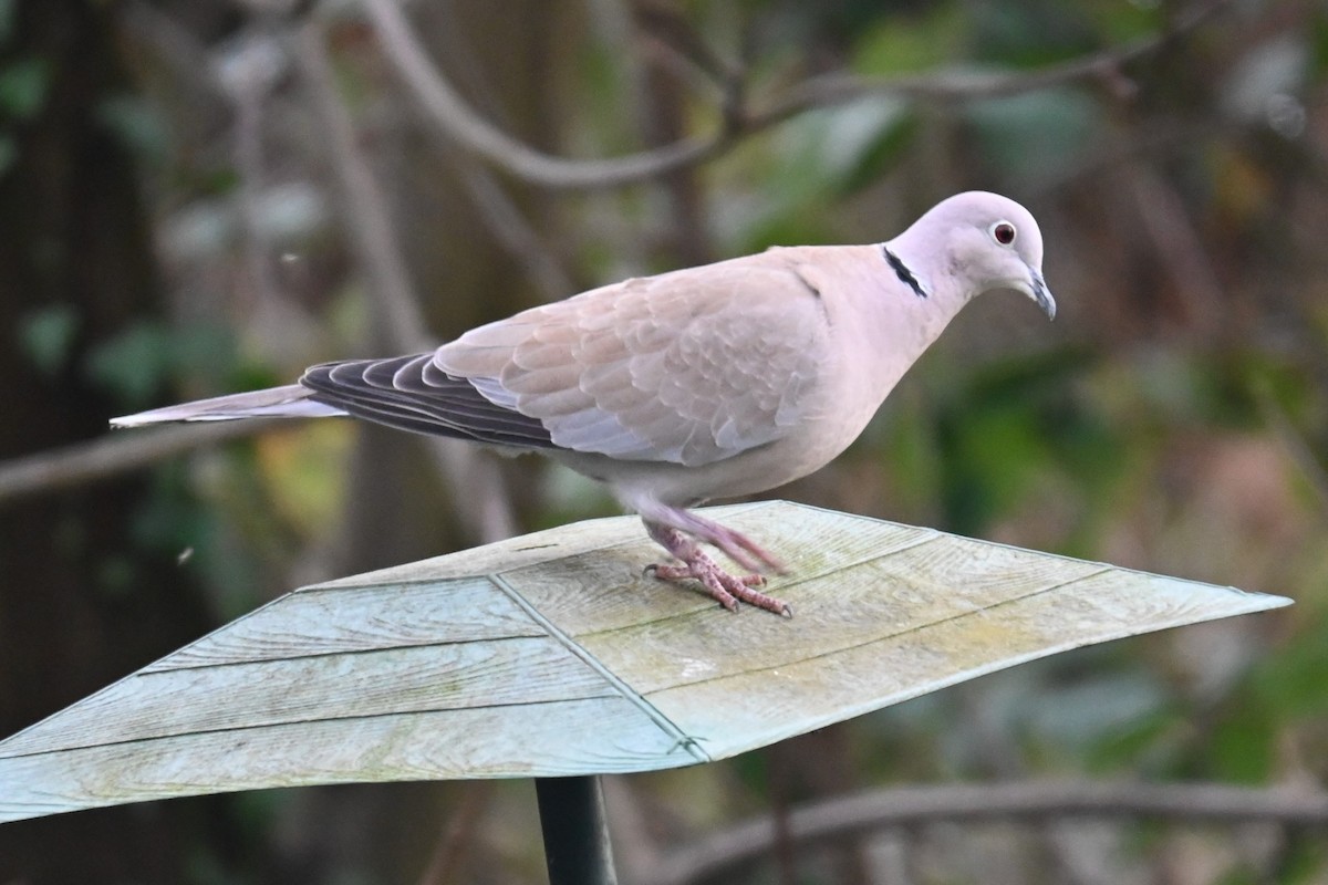 Eurasian Collared-Dove - Gillian  Richards