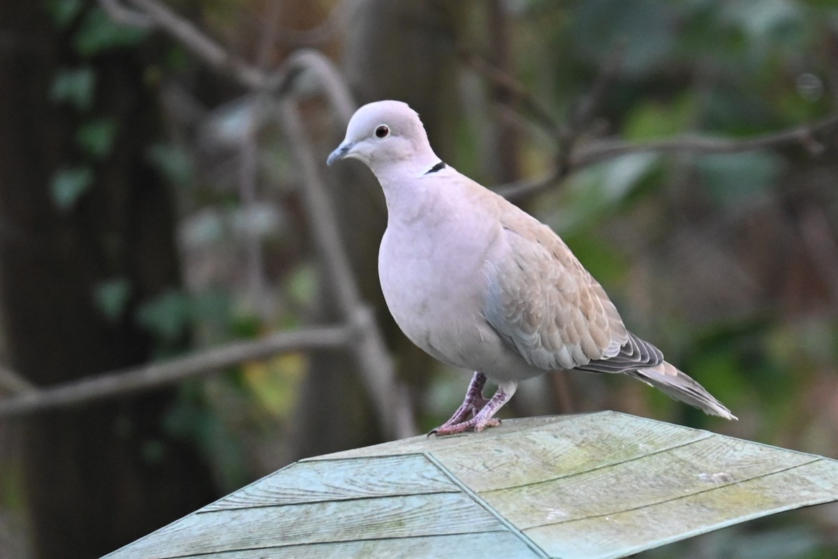 Eurasian Collared-Dove - Gillian  Richards