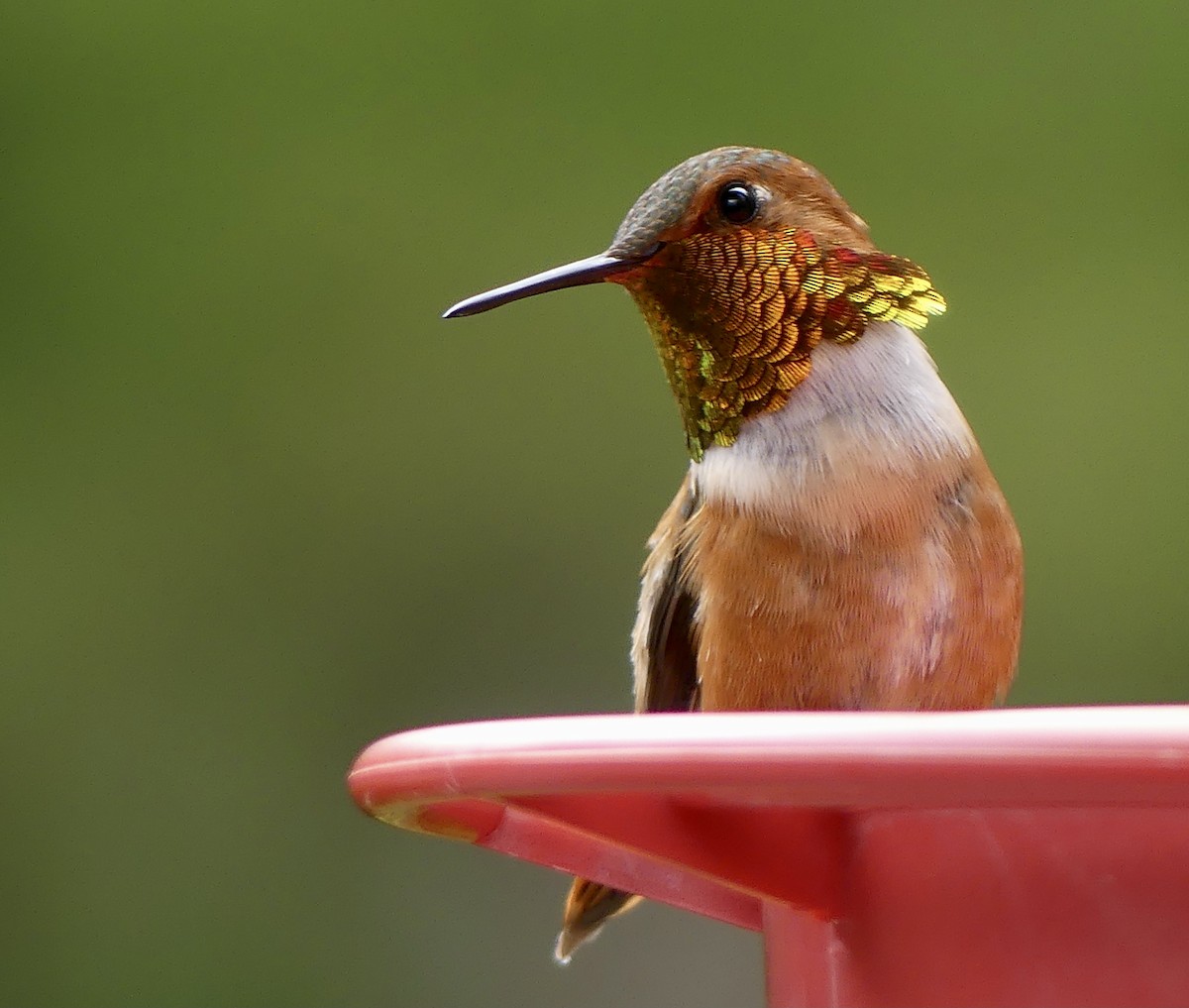 Rufous Hummingbird - Mary McCafferty