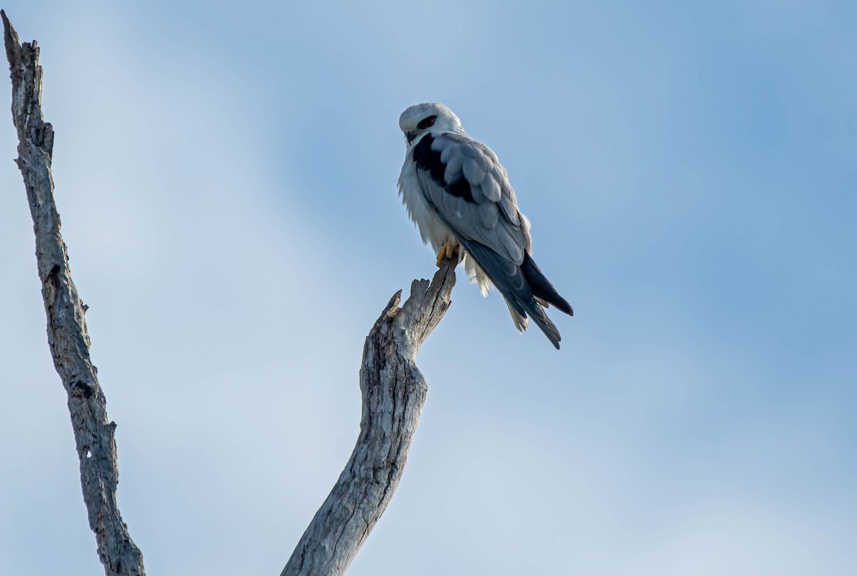 Black-shouldered Kite - Gordon Arthur