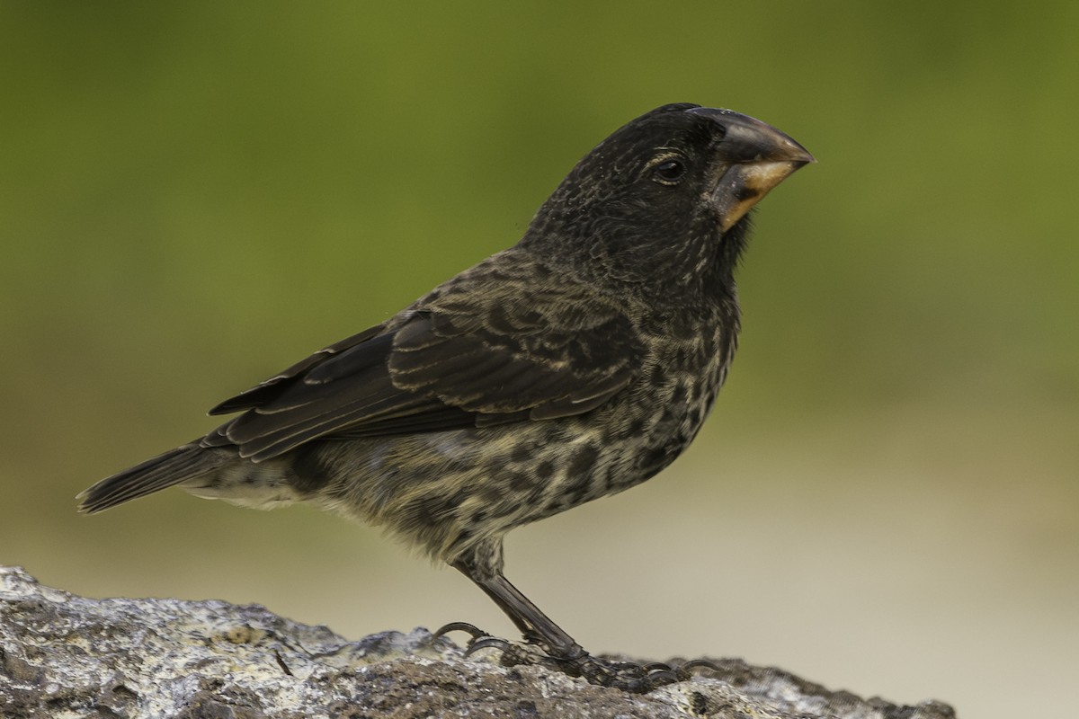 Large Ground-Finch - ML619555807